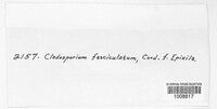 Cladosporium fasciculatum image